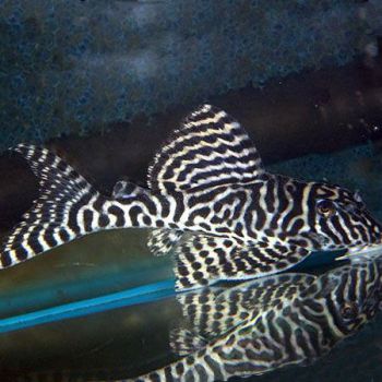 /images/product_images/info_images/fish/gipancistrus-l-066---hypancistrus-l-066_3.jpg
