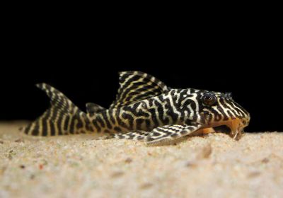 /images/product_images/info_images/fish/gipancistrus-l-066---hypancistrus-l-066_4.jpg