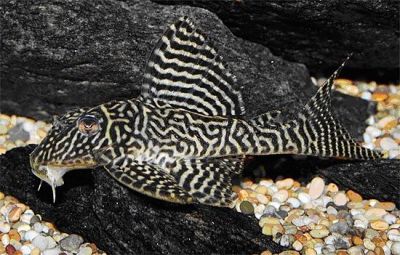 /images/product_images/info_images/fish/gipancistrus-l-066---hypancistrus-l-066_6.jpg