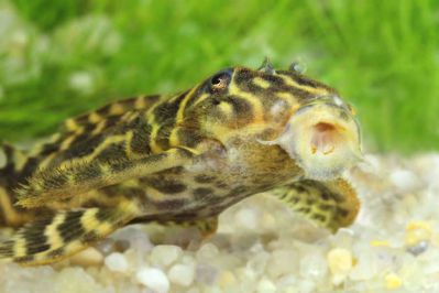 /images/product_images/info_images/fish/gipancistrus-l-340-hypancistrus-sp-l340-_1.jpg