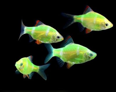 Glofish - Electric Green GloBarb