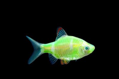 /images/product_images/info_images/fish/glofish---electric-green-globarb_1.jpg