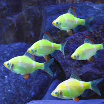 /images/product_images/info_images/fish/glofish---electric-green-globarb_2.jpg