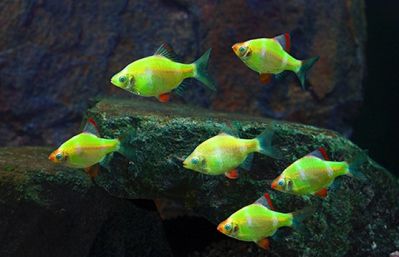 /images/product_images/info_images/fish/glofish---electric-green-globarb_3.jpg