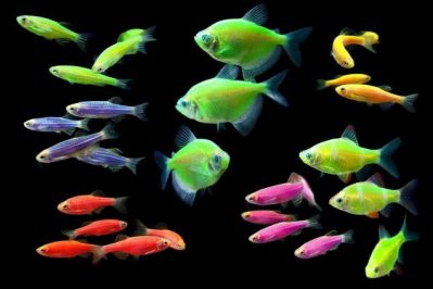 /images/product_images/info_images/fish/glofish---electric-green-globarb_4.jpg