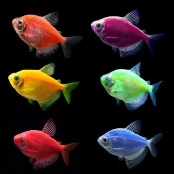 /images/product_images/info_images/fish/glofish---glotetra---ternecija_1.jpg