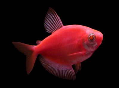 /images/product_images/info_images/fish/glofish---glotetra---ternecija_2.jpg