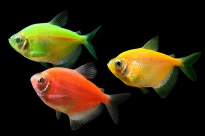 /images/product_images/info_images/fish/glofish---glotetra---ternecija_3.jpg