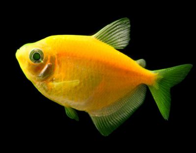 /images/product_images/info_images/fish/glofish---glotetra---ternecija_4.png