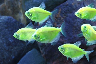 /images/product_images/info_images/fish/glofish---glotetra---ternecija_5.jpg