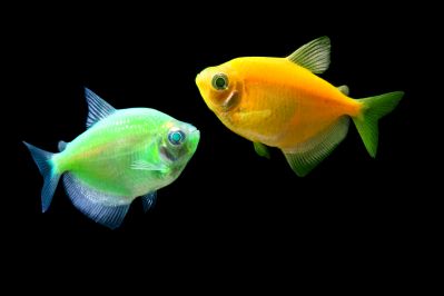 /images/product_images/info_images/fish/glofish---glotetra---ternecija_6.jpg