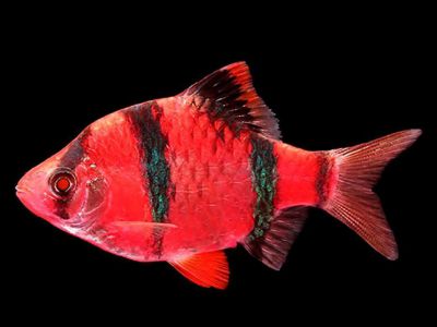 /images/product_images/info_images/fish/glofish-barbus---barbus-glophish-krasnyj_1.jpg