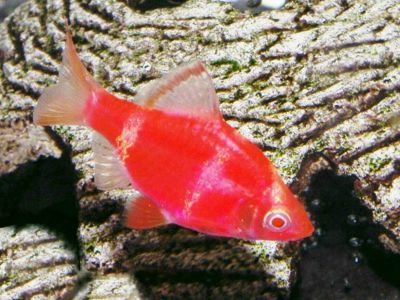 /images/product_images/info_images/fish/glofish-barbus---barbus-glophish-krasnyj_2.jpg