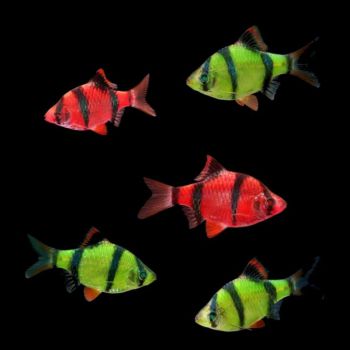 /images/product_images/info_images/fish/glofish-barbus---barbus-glophish-krasnyj_3.jpg