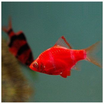 /images/product_images/info_images/fish/glofish-barbus---barbus-glophish-krasnyj_4.jpg