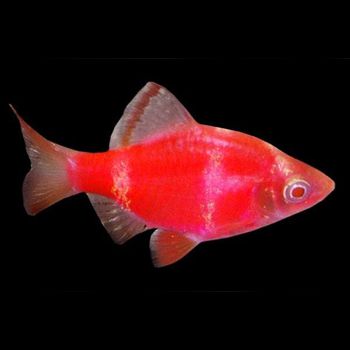 /images/product_images/info_images/fish/glofish-barbus---barbus-glophish-krasnyj_5.png