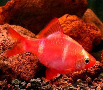 /images/product_images/info_images/fish/glofish-barbus---barbus-glophish-krasnyj_6.jpg