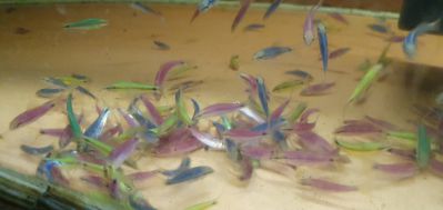 Glofish SAE - Сиамский водораслеед Гло