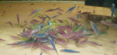 /images/product_images/info_images/fish/glofish-sae---siamskij-vodorasleed-glo_2.jpg