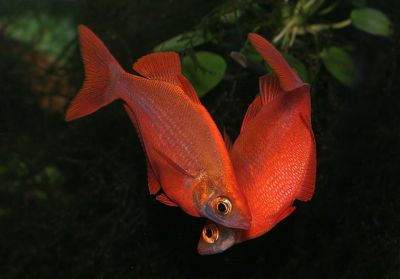 Красный Глоссолепис (Glossolepis incisus)