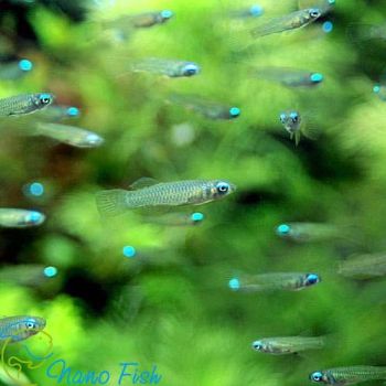 /images/product_images/info_images/fish/goluboglazka-normana---aplocheilichtys-normani_1.jpg