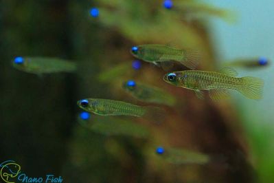 /images/product_images/info_images/fish/goluboglazka-normana---aplocheilichtys-normani_5.jpg