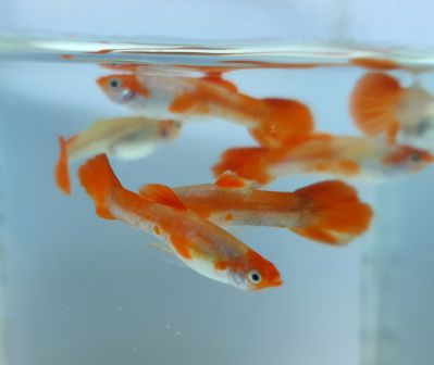 Гуппі Червона Кої - Guppy Red Koi