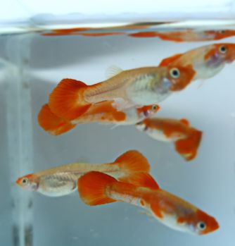 /images/product_images/info_images/fish/gupp-chervona-ko---guppy-red-koi_1.jpg