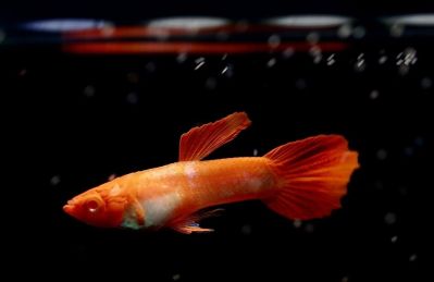 /images/product_images/info_images/fish/gupp-chervona-ko---guppy-red-koi_2.jpg