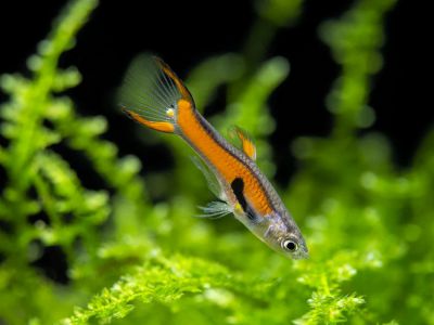 /images/product_images/info_images/fish/gupp-endlera-red-skarlet---red-scarlet-endler-guppy_1.jpg