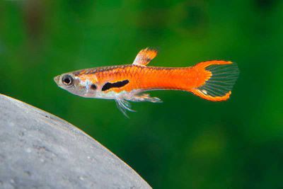 /images/product_images/info_images/fish/gupp-endlera-red-skarlet---red-scarlet-endler-guppy_2.jpg