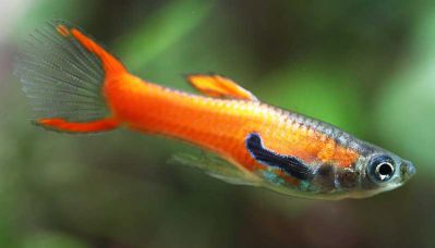 /images/product_images/info_images/fish/gupp-endlera-red-skarlet---red-scarlet-endler-guppy_3.jpg