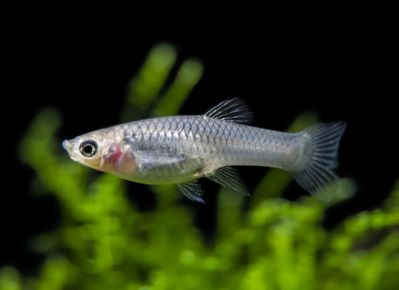 /images/product_images/info_images/fish/gupp-endlera-red-skarlet---red-scarlet-endler-guppy_4.jpg