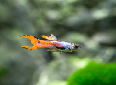 /images/product_images/info_images/fish/gupp-endlera-red-skarlet---red-scarlet-endler-guppy_6.jpg