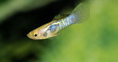 /images/product_images/info_images/fish/guppi-jendlera-goluboj-tigr---blue-tiger-endler-guppy-_1.jpg