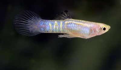 /images/product_images/info_images/fish/guppi-jendlera-goluboj-tigr---blue-tiger-endler-guppy-_5.jpg