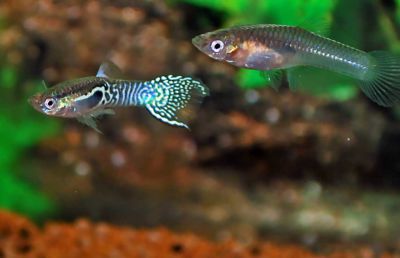 /images/product_images/info_images/fish/guppi-jendlera-goluboj-tigr---blue-tiger-endler-guppy-_6.jpg