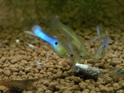 /images/product_images/info_images/fish/guppi-jendlera-japan-blue---endlers-guppy-neon-blue_2.jpg