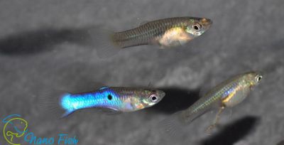 /images/product_images/info_images/fish/guppi-jendlera-japan-blue---endlers-guppy-neon-blue_3.jpg