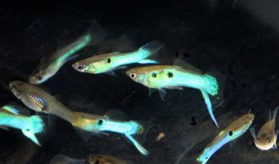 /images/product_images/info_images/fish/guppi-jendlera-japan-blue---endlers-guppy-neon-blue_4.jpg