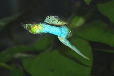 /images/product_images/info_images/fish/guppi-jendlera-japan-blue---endlers-guppy-neon-blue_5.jpg