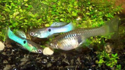 /images/product_images/info_images/fish/guppi-jendlera-japan-blue---endlers-guppy-neon-blue_6.jpg