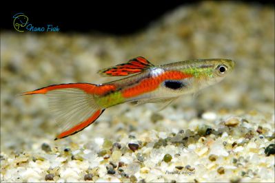 /images/product_images/info_images/fish/guppi-jenlera---endlers-guppy_1.jpg