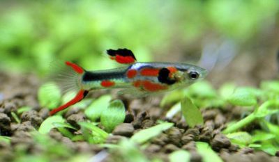 /images/product_images/info_images/fish/guppi-jenlera---endlers-guppy_2.jpg