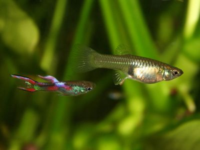 /images/product_images/info_images/fish/guppi-jenlera---endlers-guppy_4.jpg