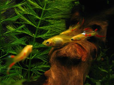 /images/product_images/info_images/fish/guppi-jenlera-gold---guppy-golden-endler_1.jpg