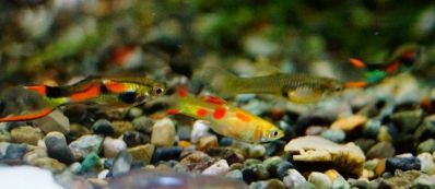 /images/product_images/info_images/fish/guppi-jenlera-gold---guppy-golden-endler_2.jpg