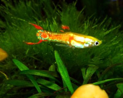 /images/product_images/info_images/fish/guppi-jenlera-gold---guppy-golden-endler_3.png