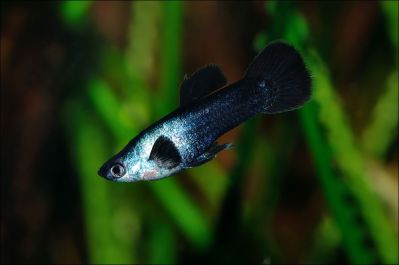 /images/product_images/info_images/fish/guppi-panda---guppy-panda_1.png