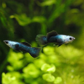 /images/product_images/info_images/fish/guppi-panda---guppy-panda_3.jpg